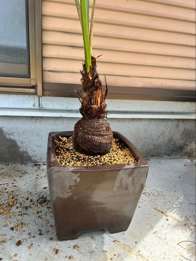 希少植物 玉クバ トックリビロウ