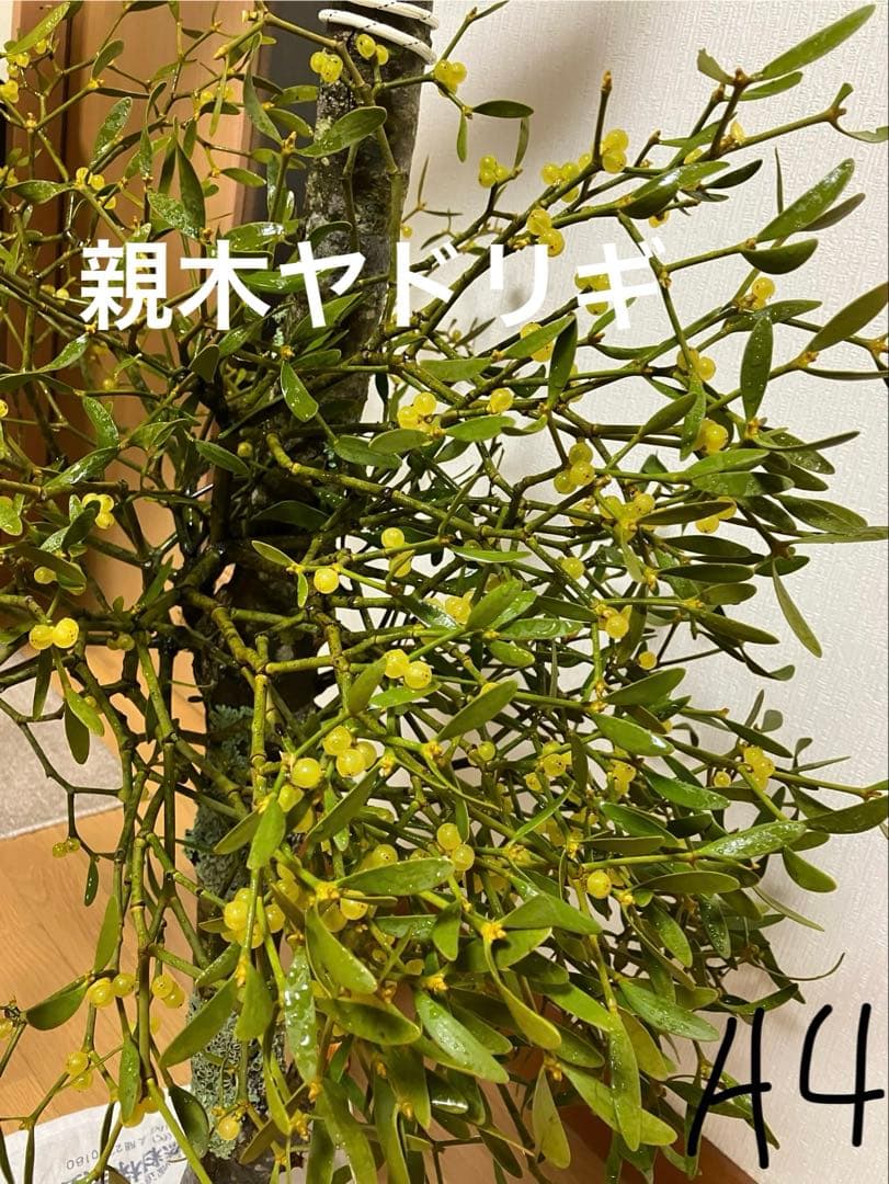 A4レア希少縁起物　2色付き　親木ヤドリギ　★実がたくさん　超綺麗な実‼️