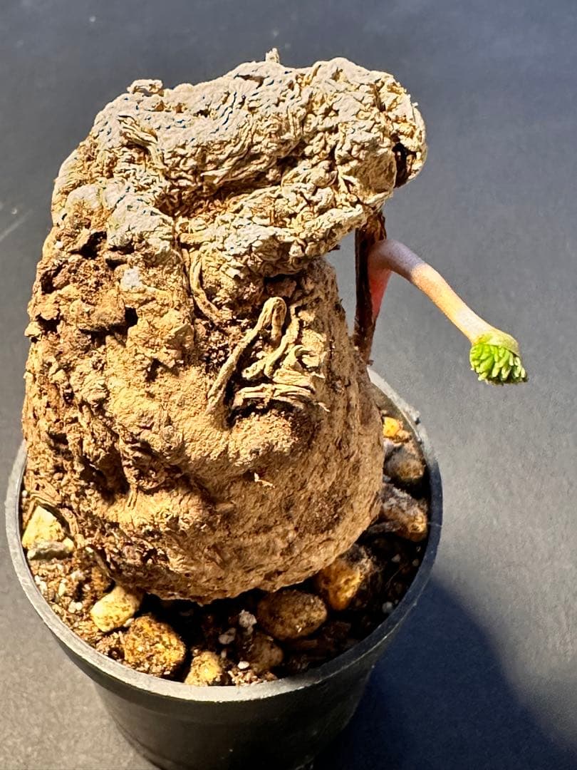 半*ー様 エリオスペルマムムルチフィダムEriospermum multifid