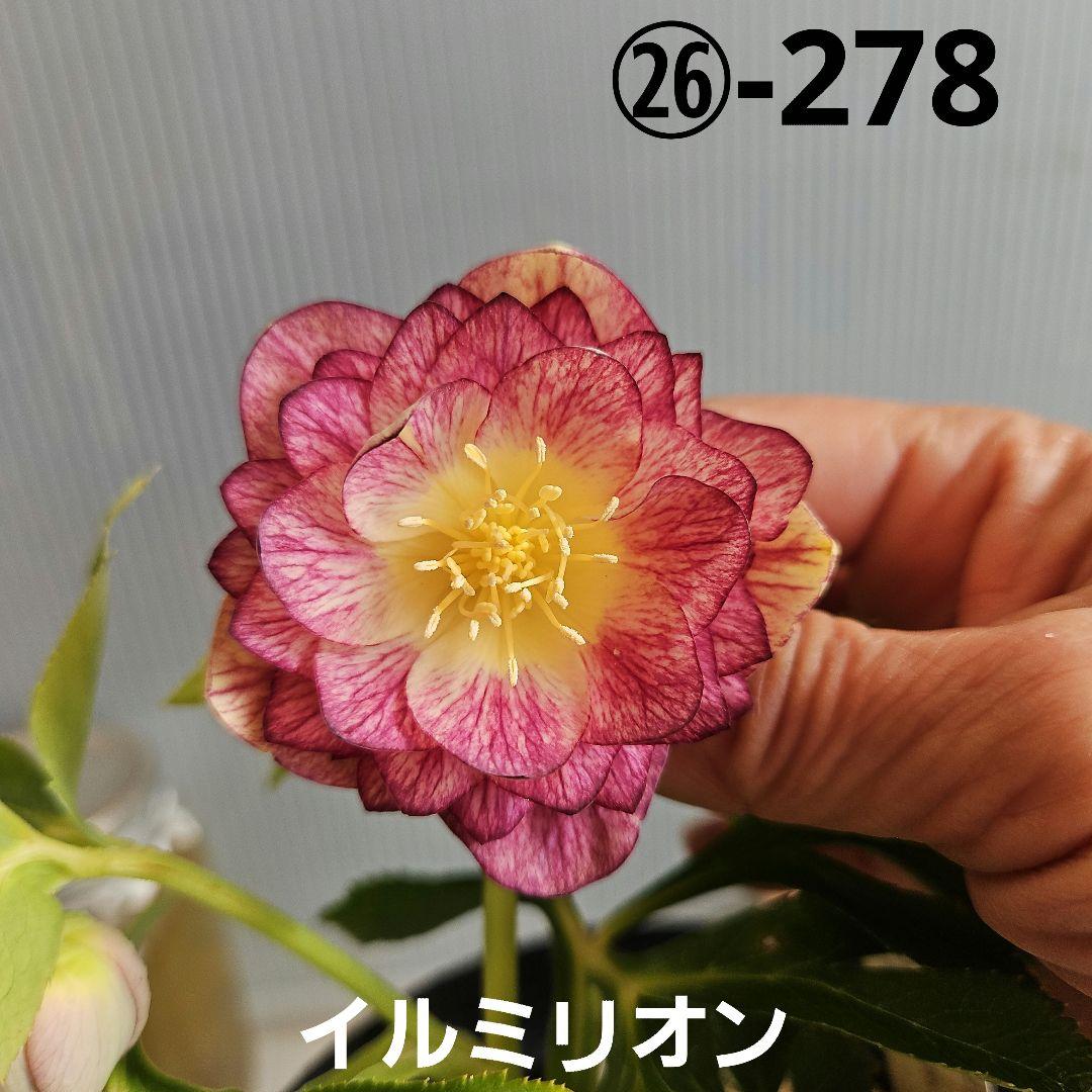 ごまたまご様ご購入苗㉖-278㉖-302クリスマスローズ