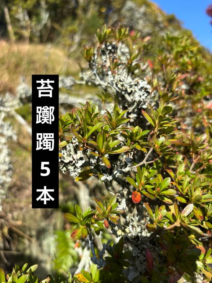 苔躑躅　躑躅　生花