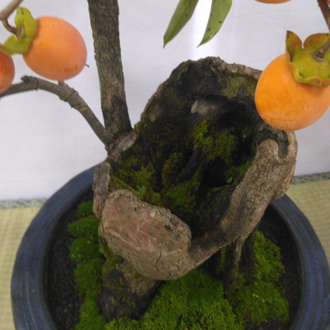 太幹柿盆栽（実付き)黒松、赤松、五葉松、真ぱく盆栽。引き取り限定