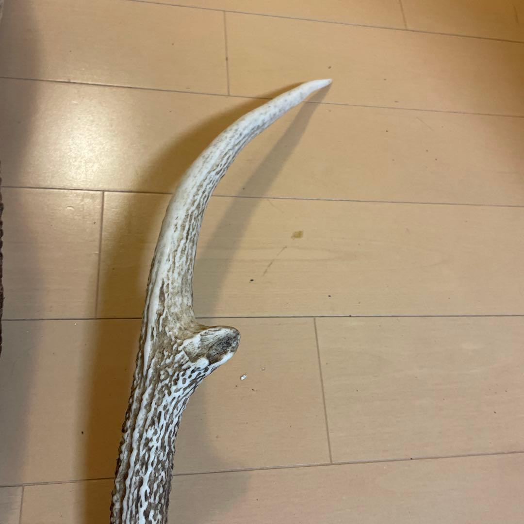 鹿の角 8本セット