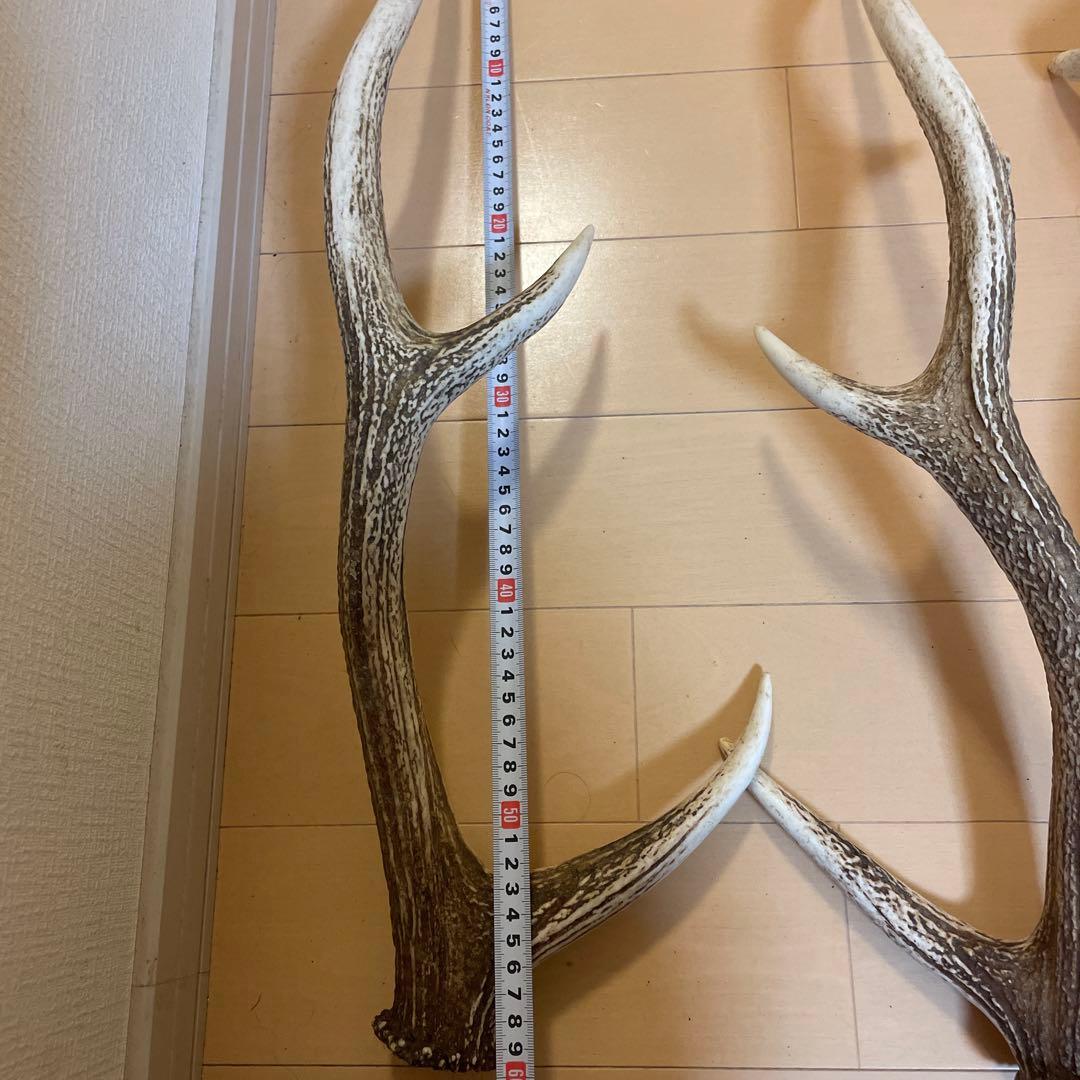 鹿の角 8本セット