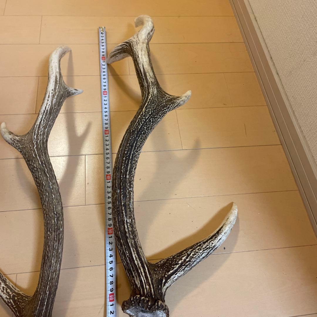 鹿の角 8本セット