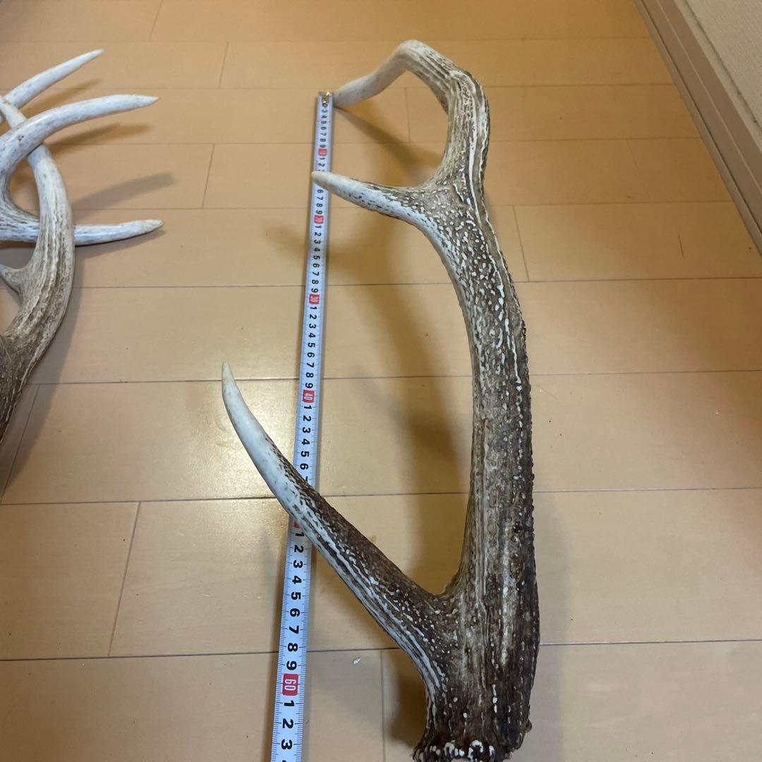 鹿の角 8本セット