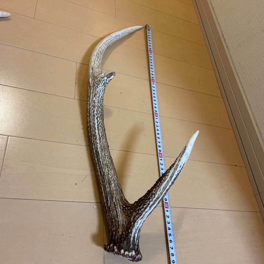 鹿の角 8本セット