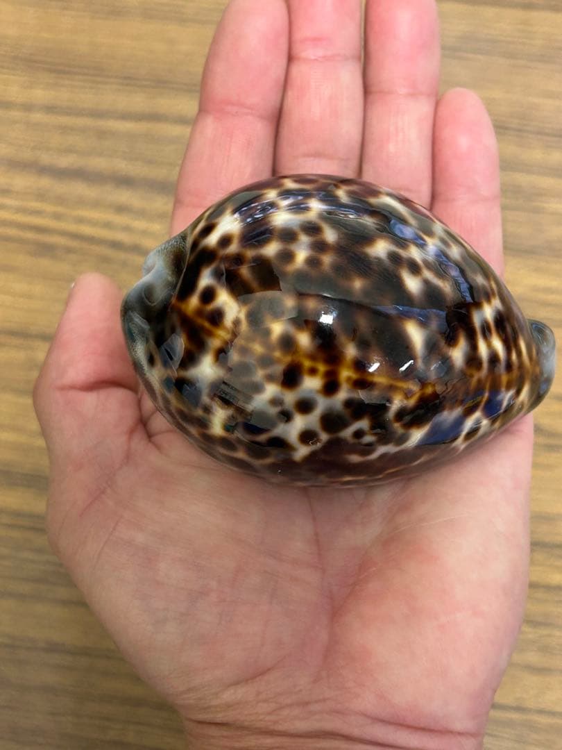 特大(約10cm)天然星宝貝　　　　　　　約 100mm✖️70mm✖️50mm