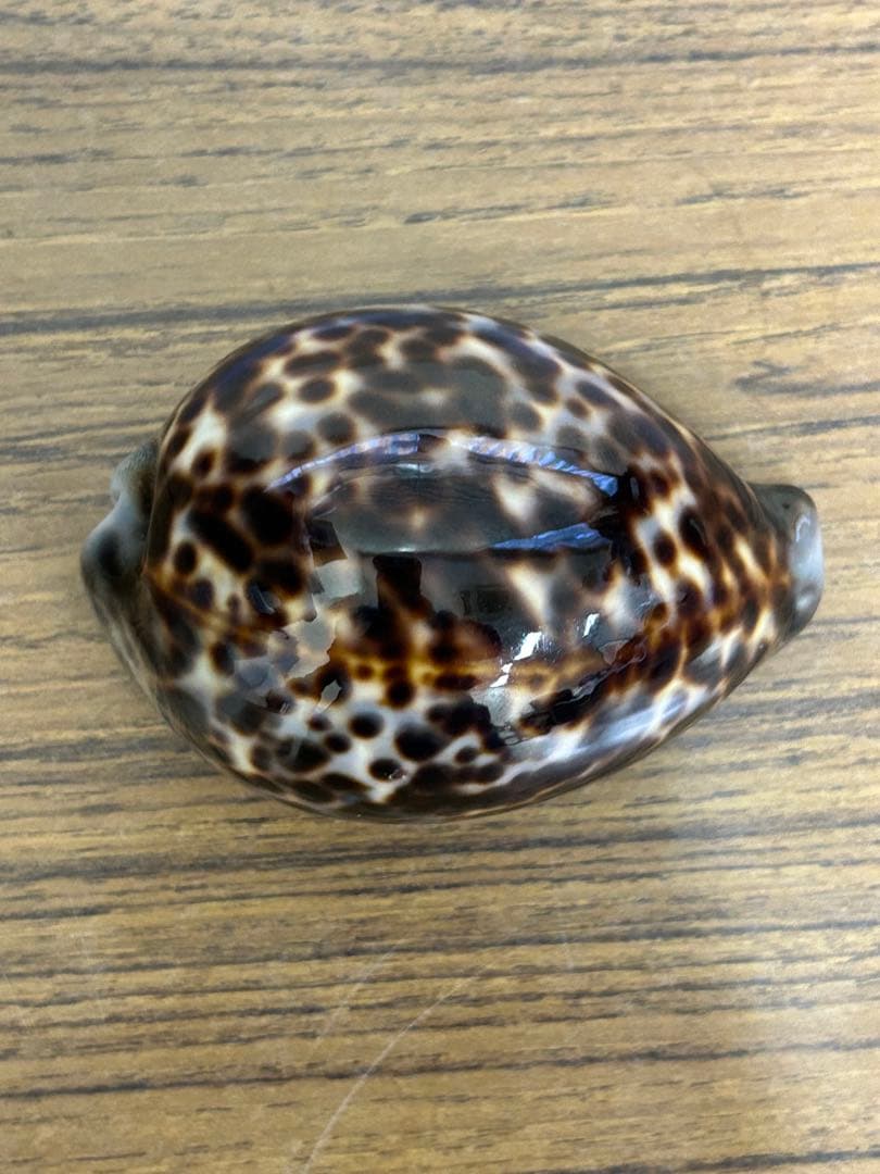 特大(約10cm)天然星宝貝　　　　　　　約 100mm✖️70mm✖️50mm