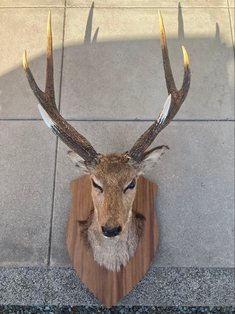 ハンティングトロフィー 鹿の剥製 壁飾り