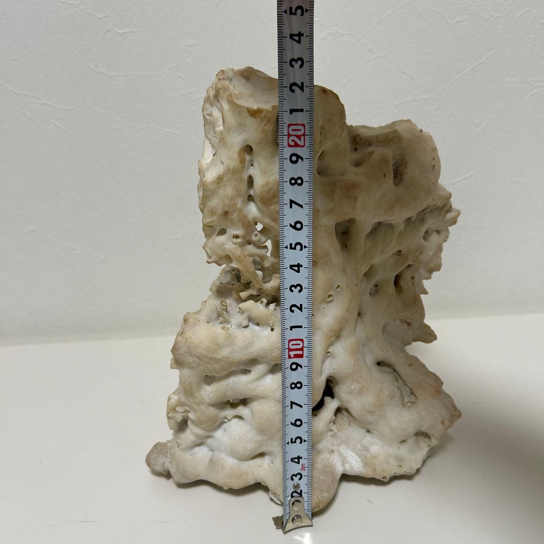 珊瑚　サンゴ　白　約20㎝✖︎24㎝　オブジェ