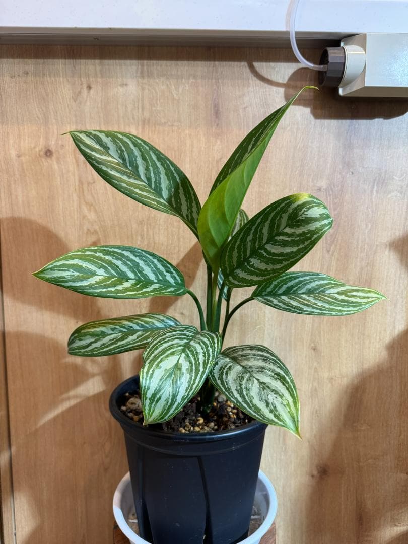 アグラオネマ 二ティドゥーム カーティシー 管理番号0043