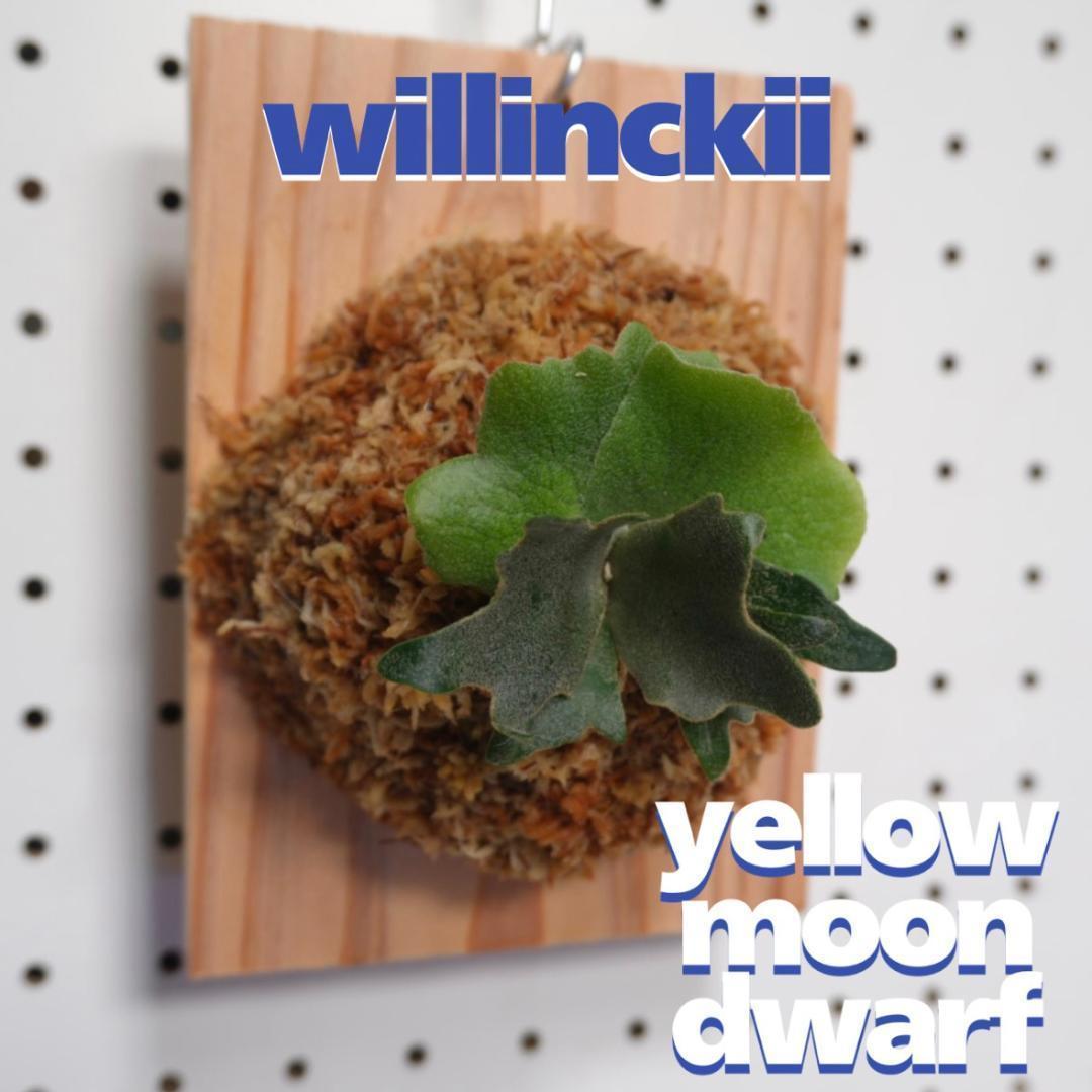 ビカクシダ YMDS ウィリンキー系 イエロームーンドワーフ　スポア Y-7