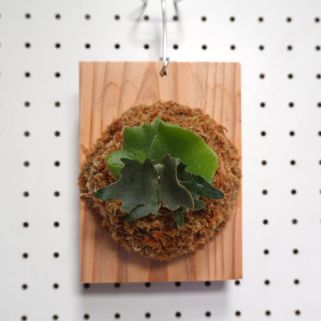 ビカクシダ YMDS ウィリンキー系 イエロームーンドワーフ　スポア Y-7