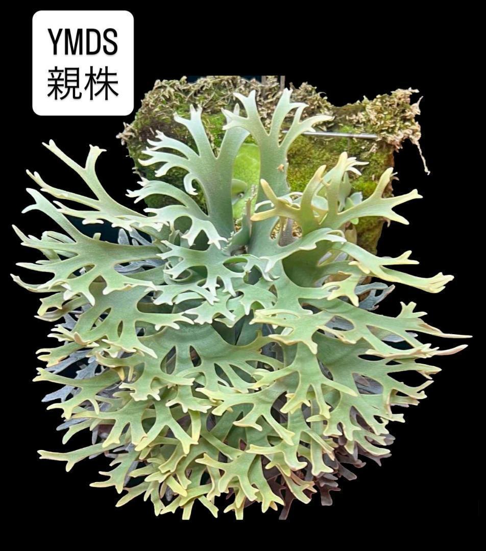 ビカクシダ YMDS ウィリンキー系 イエロームーンドワーフ　スポア Y-7