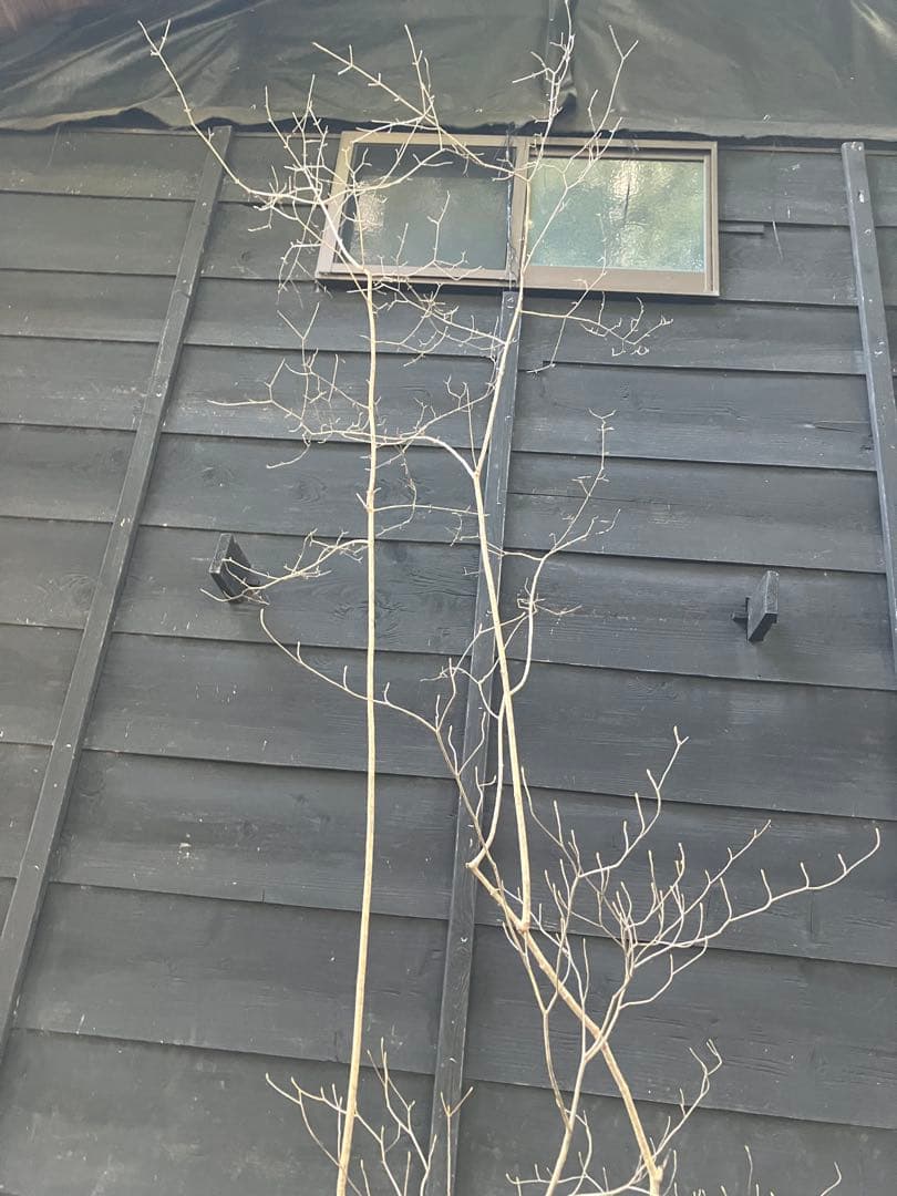 山採り　オトコヨウゾメ　ミツバツツジ　混合株