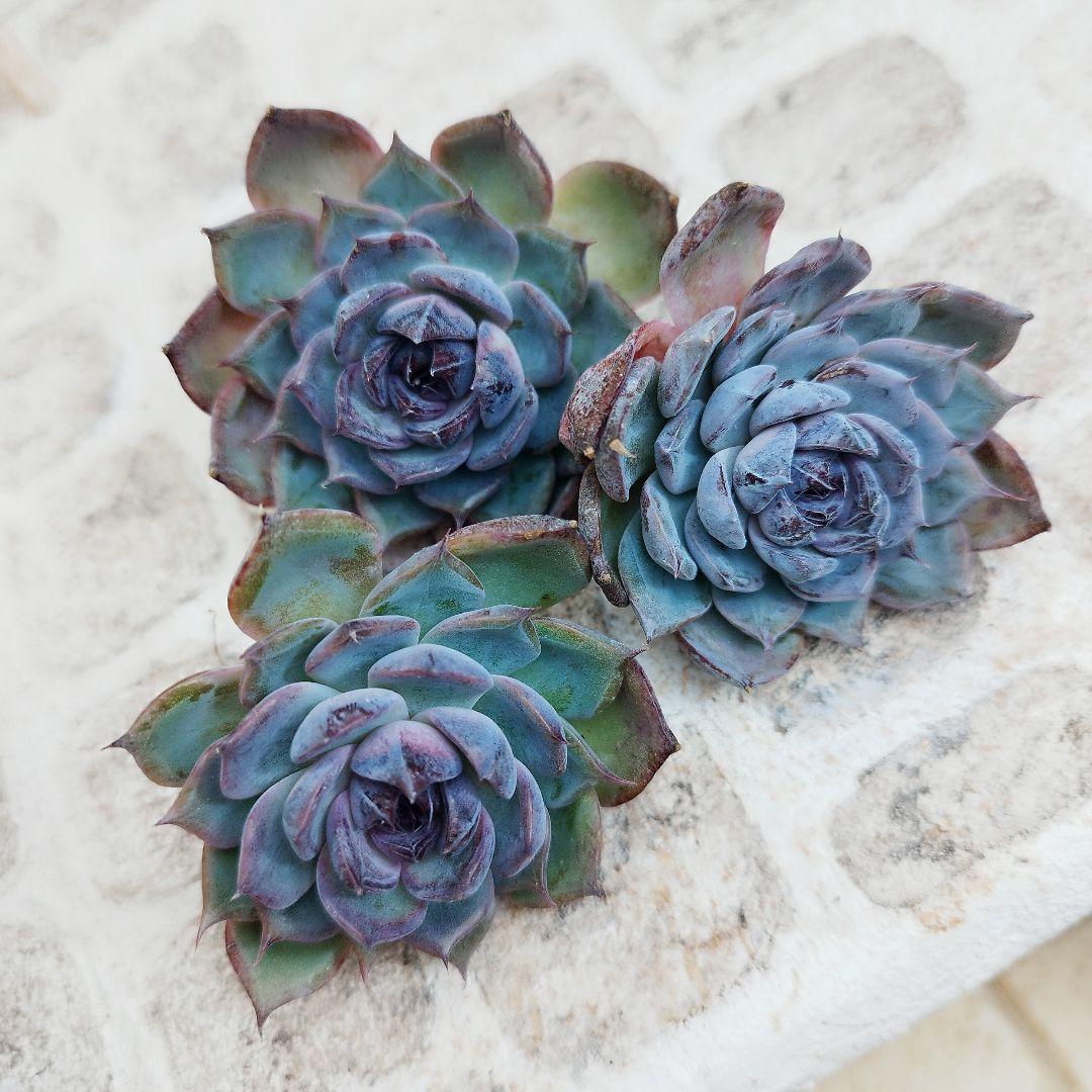 ブラックディーバ◎多肉植物 カット苗 韓国苗 エケベリア等