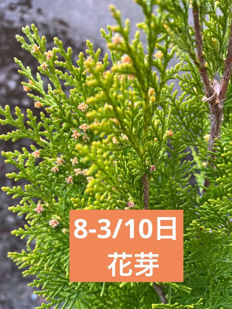 エレガンテシマ葉色の変化　春は黄金色→夏は黄緑色→冬は赤茶色　円錐形の美しい樹形