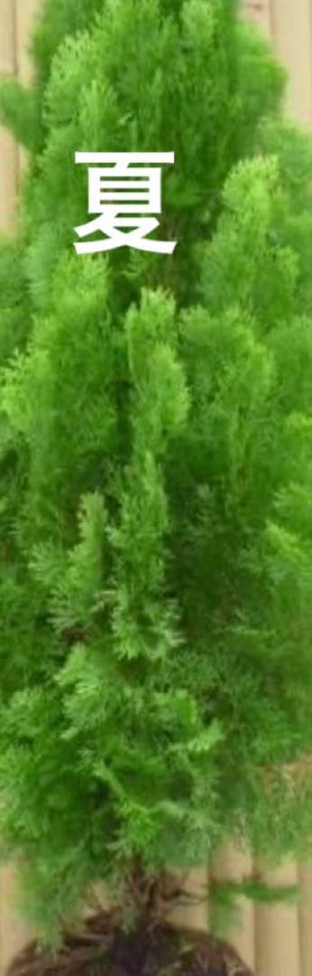 エレガンテシマ葉色の変化　春は黄金色→夏は黄緑色→冬は赤茶色　円錐形の美しい樹形