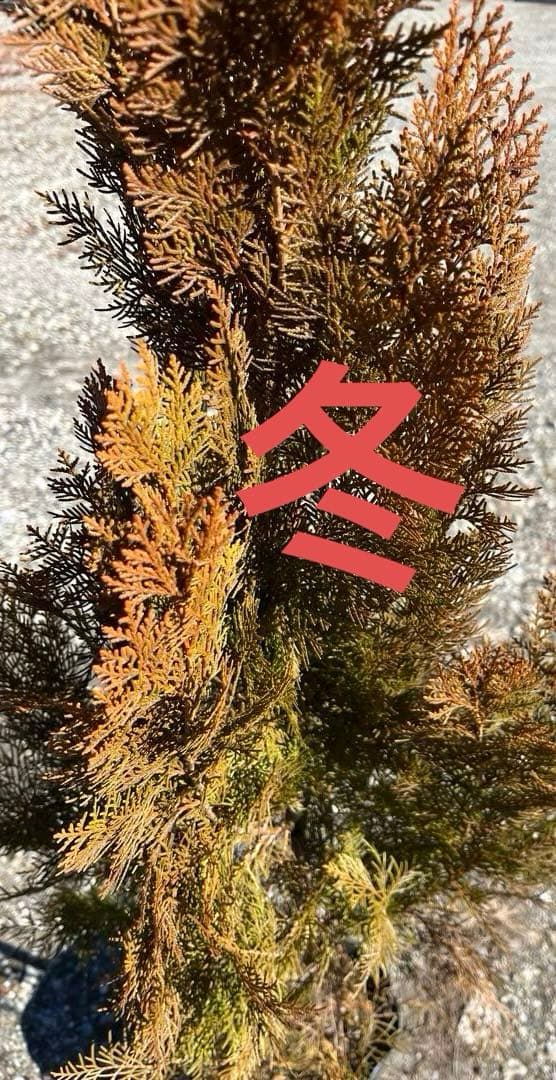 エレガンテシマ葉色の変化　春は黄金色→夏は黄緑色→冬は赤茶色　円錐形の美しい樹形