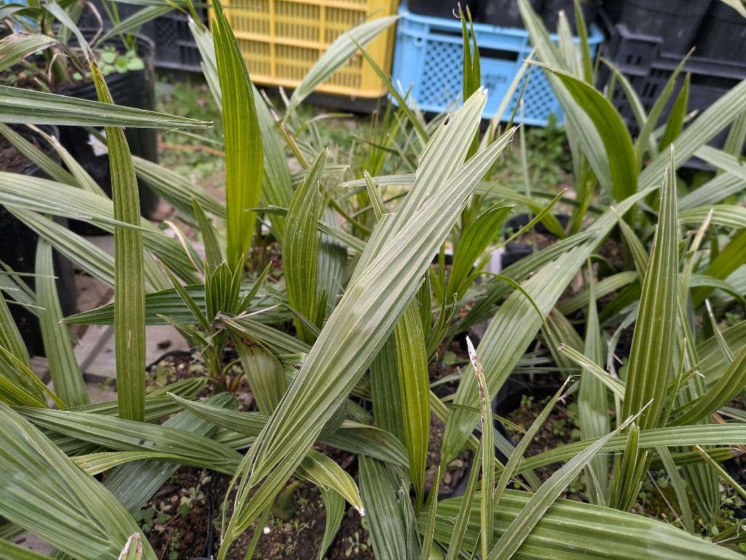 元気そうなのを厳選　カナリーヤシ50株