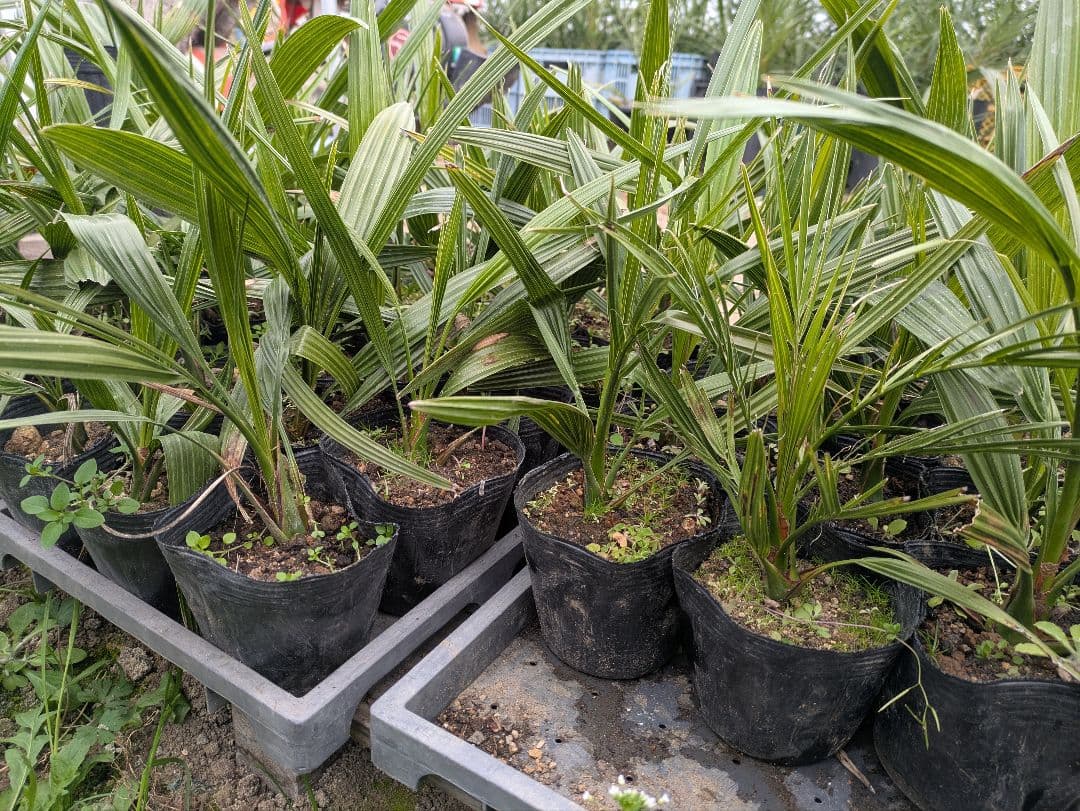 元気そうなのを厳選　カナリーヤシ50株