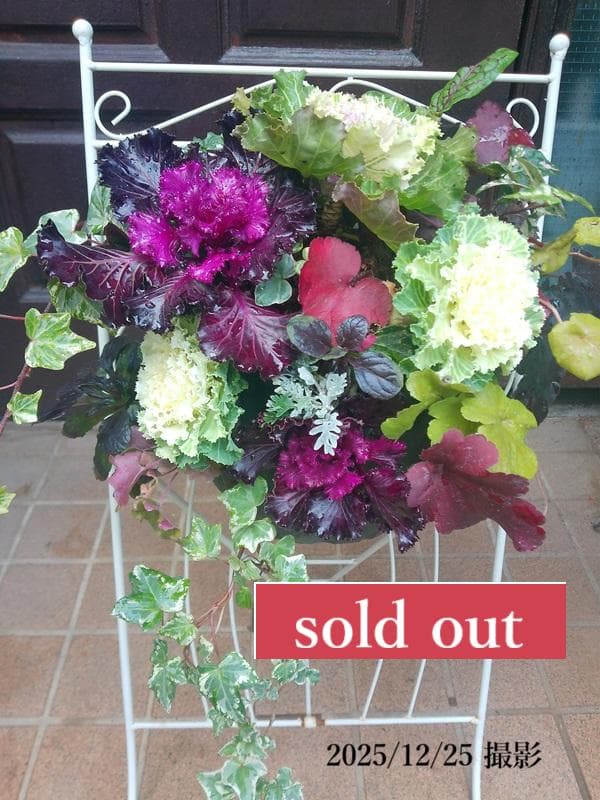 寄せ植え　ハボタン　葉牡丹　ハンギング 　(スタンド別)　ハンギングバスケット