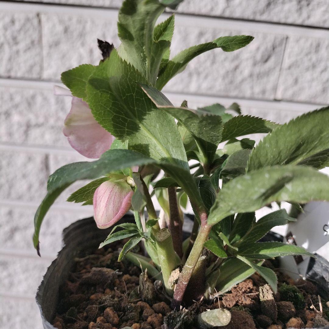 クリスマスローズ　sdヒデコート　原種　交配　大木ナーサリー　宿根　バラ　苗　鉢