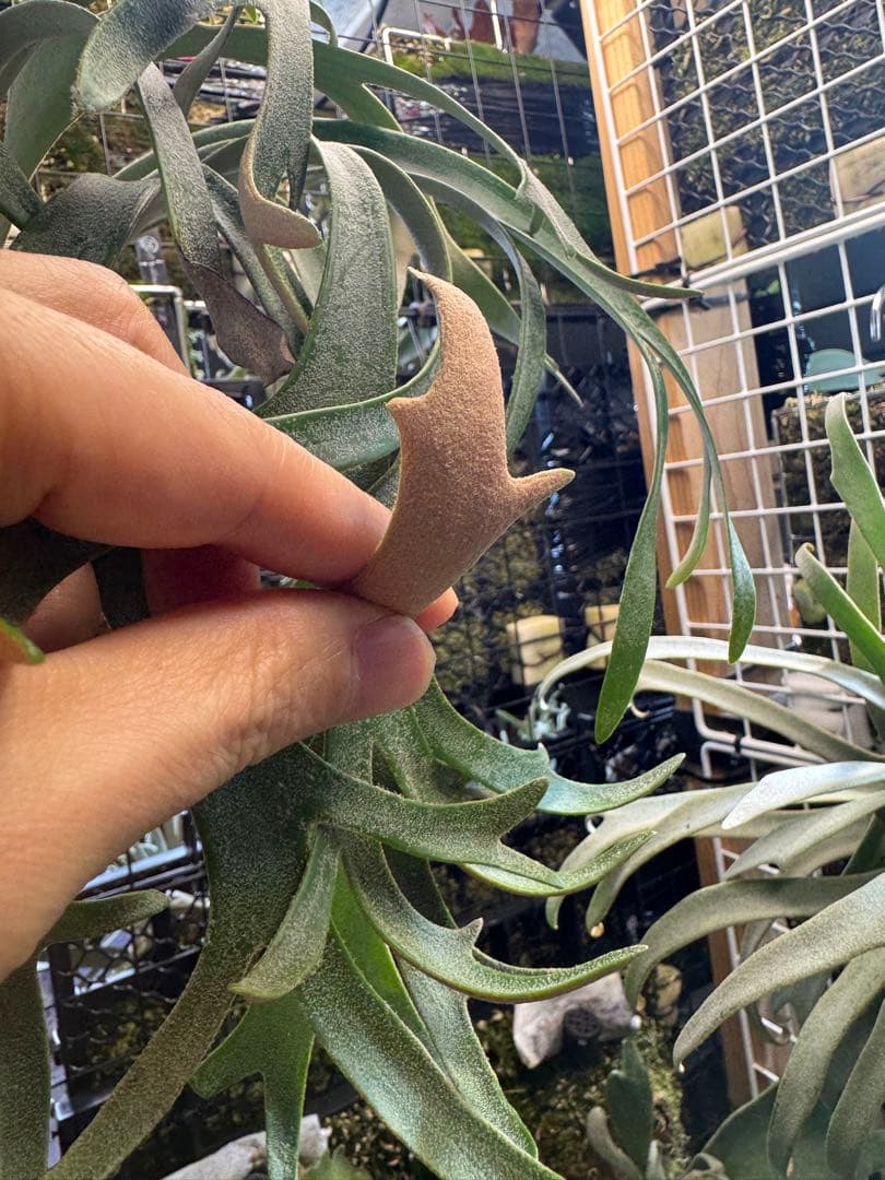 willinckii 伊弉諾　胞子　ビカクシダ