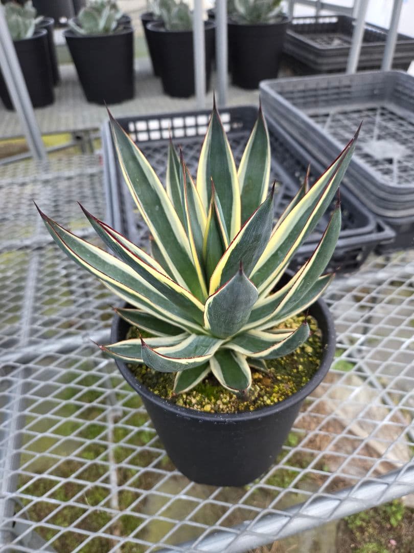 アカベ　スノーグロー