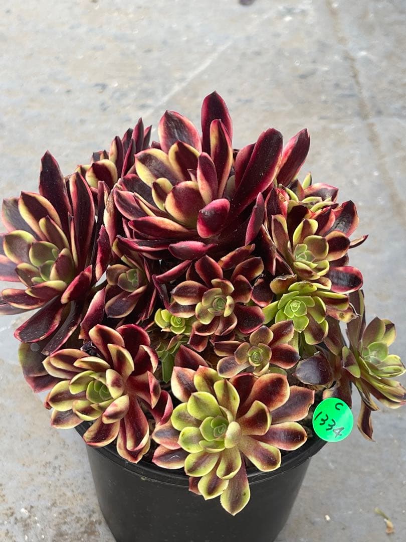 多肉植物アエオニウム  ꕤ欧嘉麗法師錦ꕤ木立、高足 プーケ型 大苗群生16頭