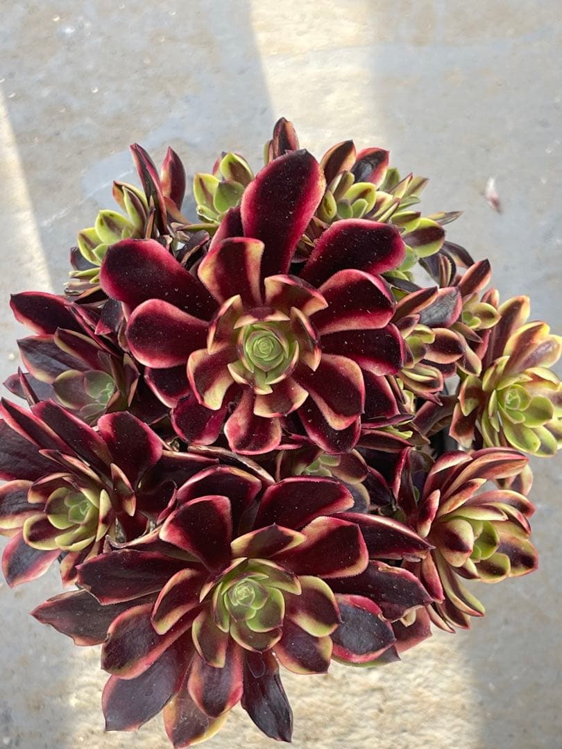 多肉植物アエオニウム  ꕤ欧嘉麗法師錦ꕤ木立、高足 プーケ型 大苗群生16頭