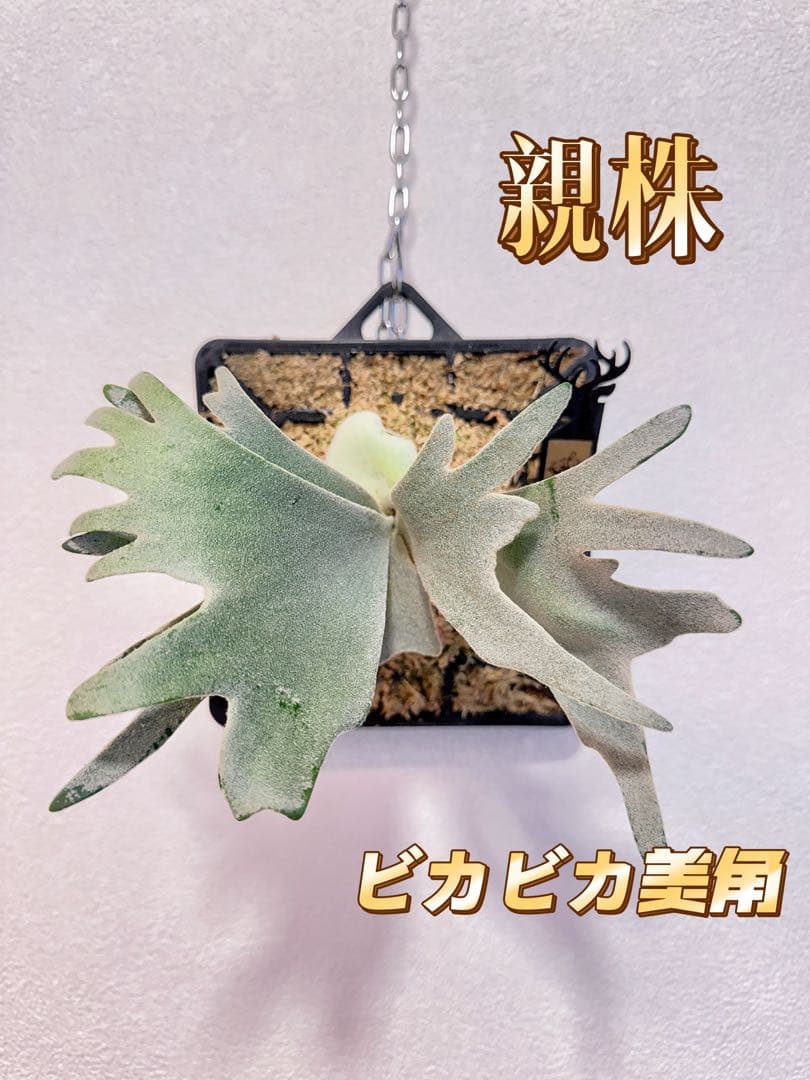 _　ビカクシダP. Gabriel子株