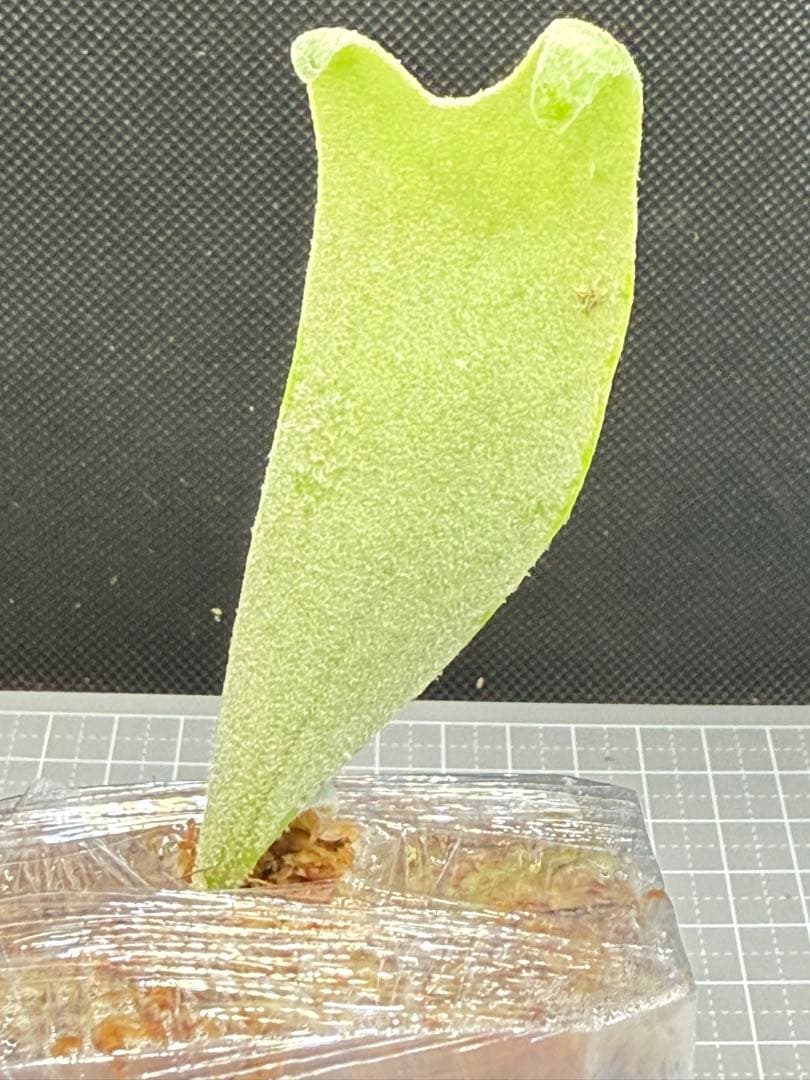 _　ビカクシダP. Gabriel子株