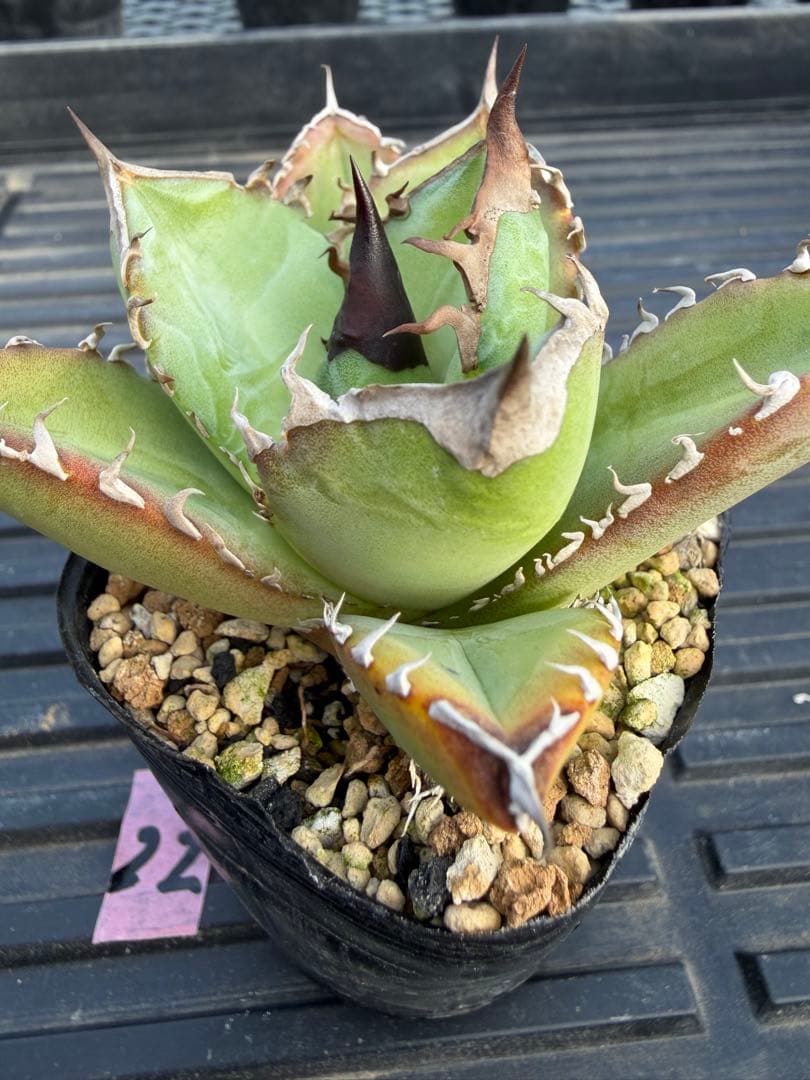 オテロイ　実生コレクション株22