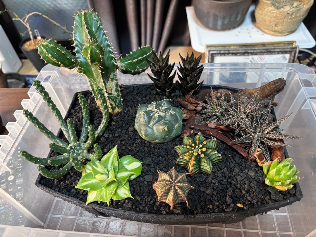 多肉植物 寄せ植え アレンジメント