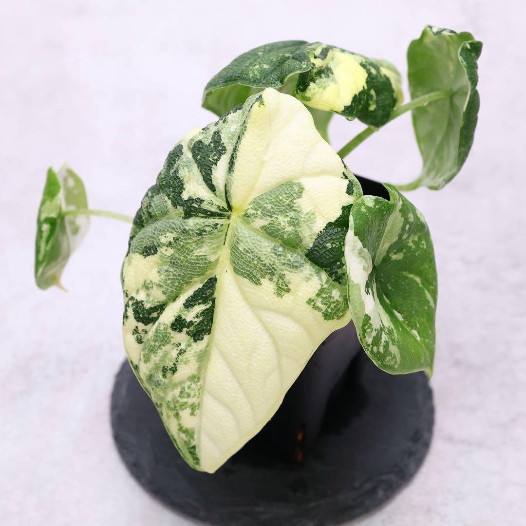 アロカシア メロ アルボ 斑入り 脇芽あり