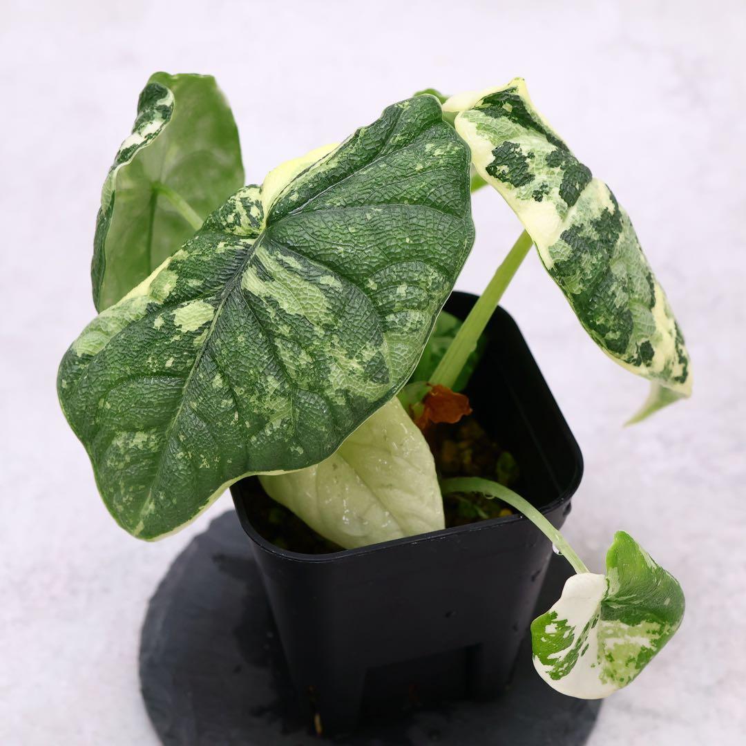 アロカシア メロ アルボ 斑入り 脇芽あり