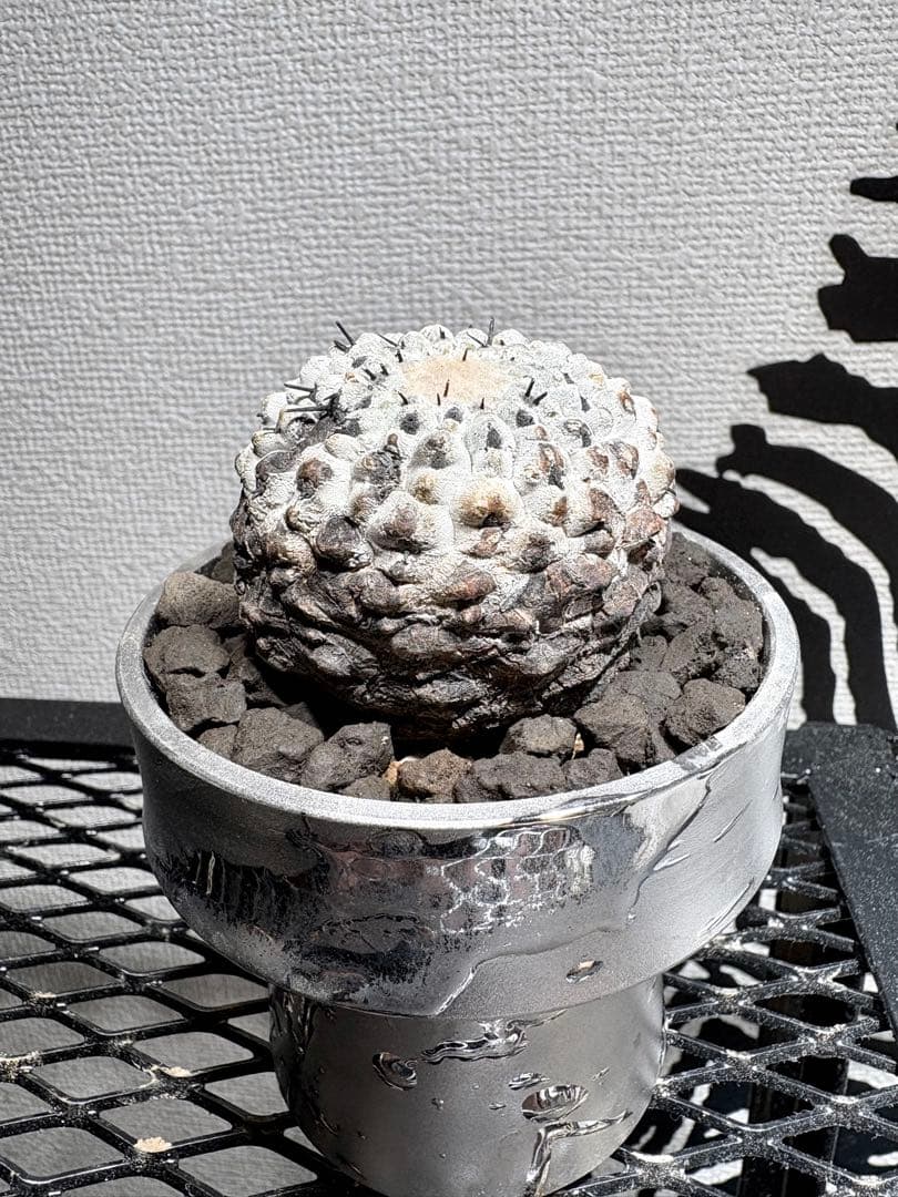 黒王丸 現地球 コピアポア シネレア Copiapoa 鉢付き　自根白肌美株