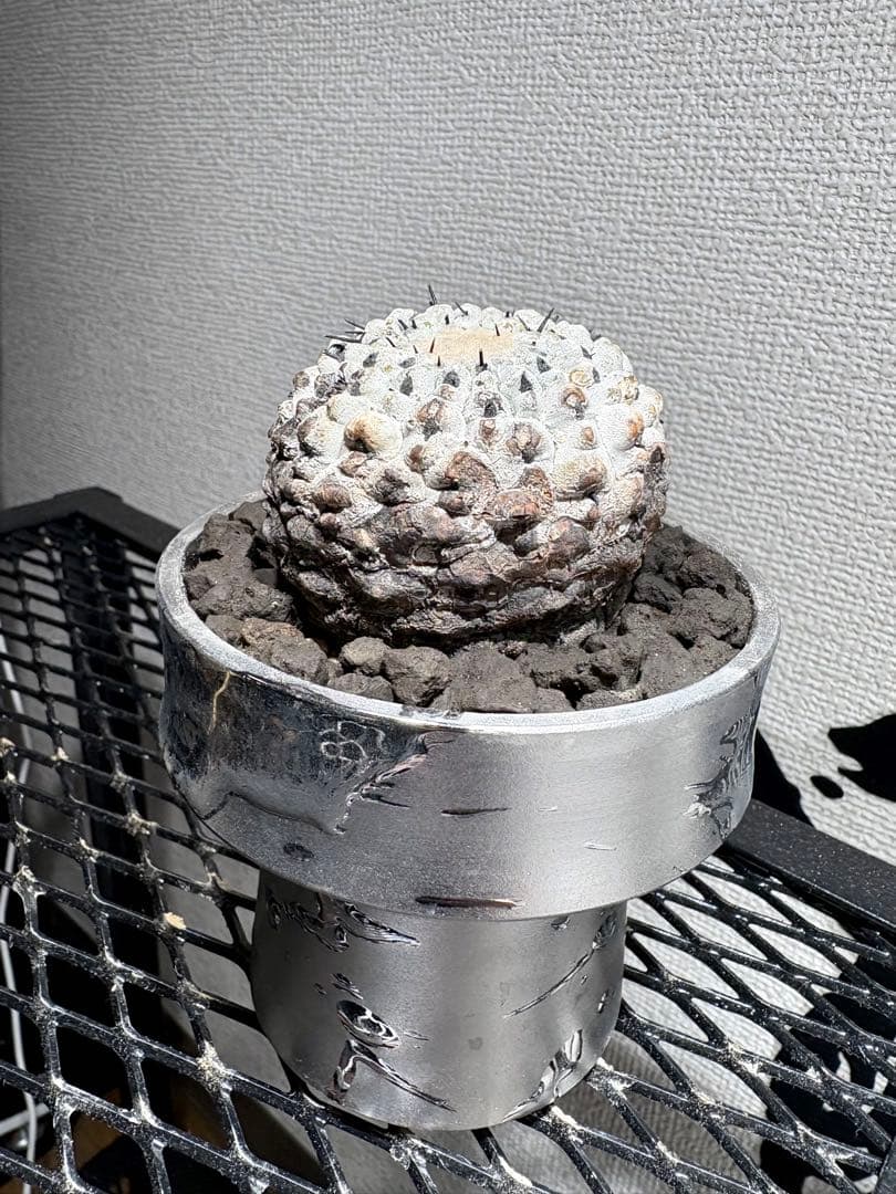 黒王丸 現地球 コピアポア シネレア Copiapoa 鉢付き　自根白肌美株
