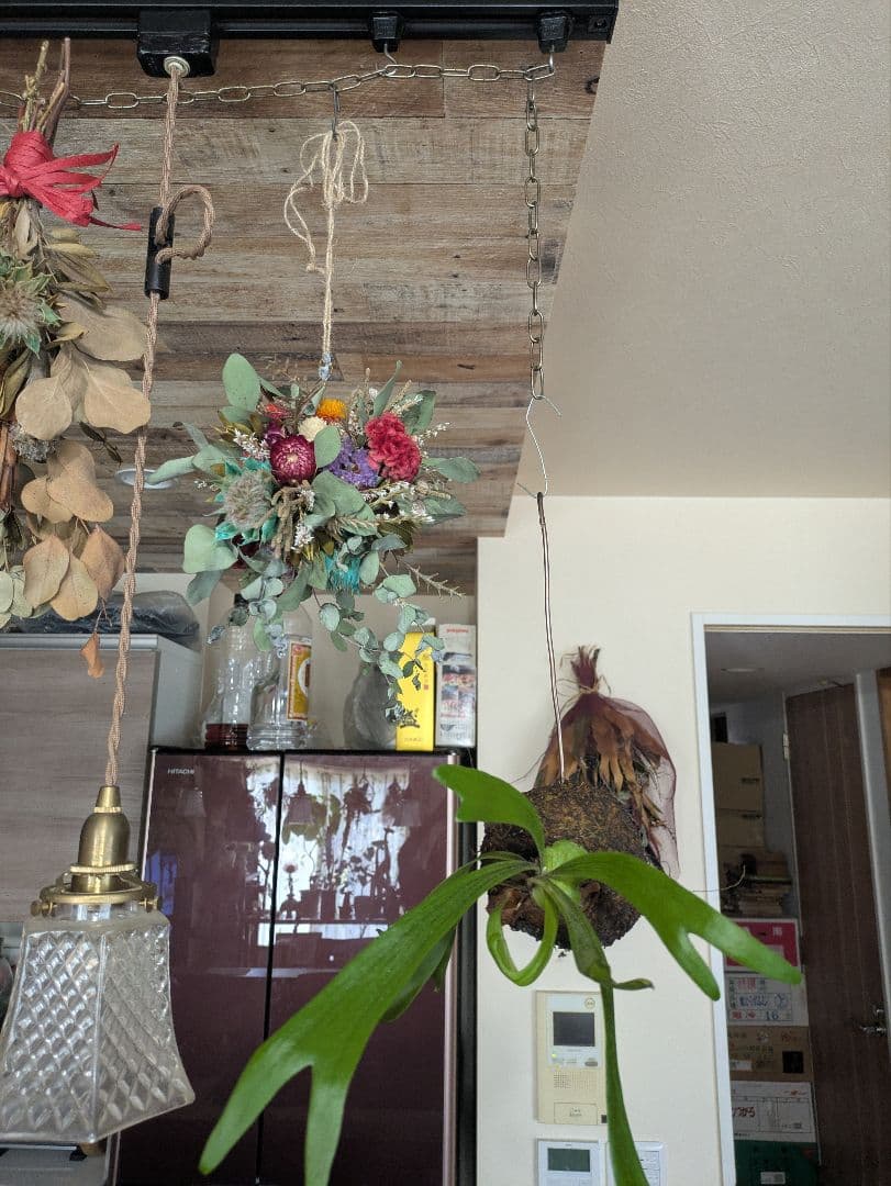 ドライフラワー★ゆらゆらフライングボール★セルリア　ケイトウ　1点物　インテリア