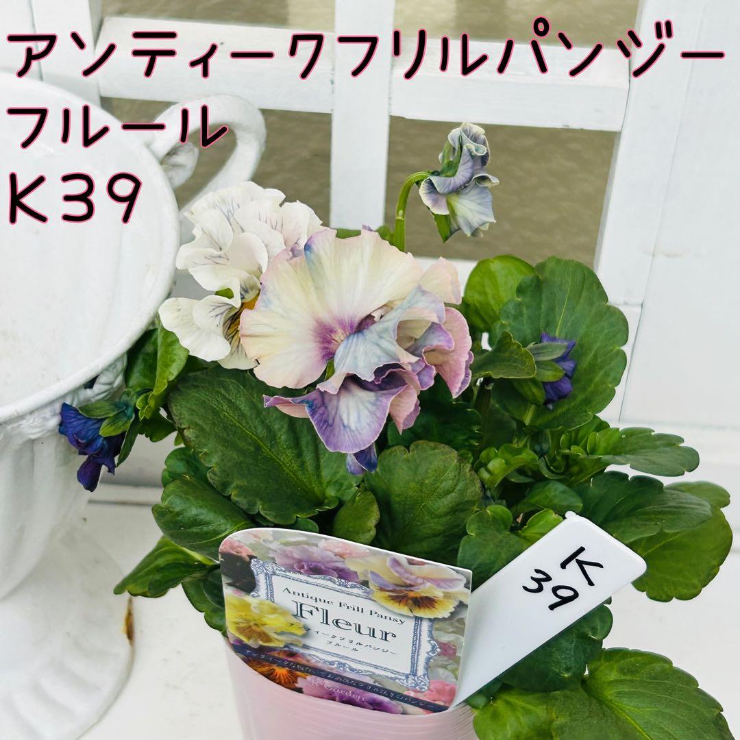 ◆◆MIYABIさま　Ｋ３９♥アンティークフリルパンジー　フルール　合計6ポット