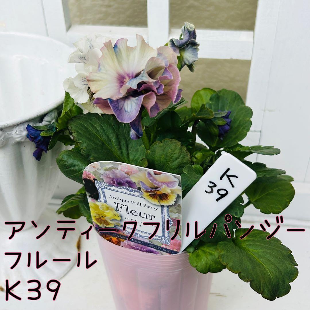 ◆◆MIYABIさま　Ｋ３９♥アンティークフリルパンジー　フルール　合計6ポット