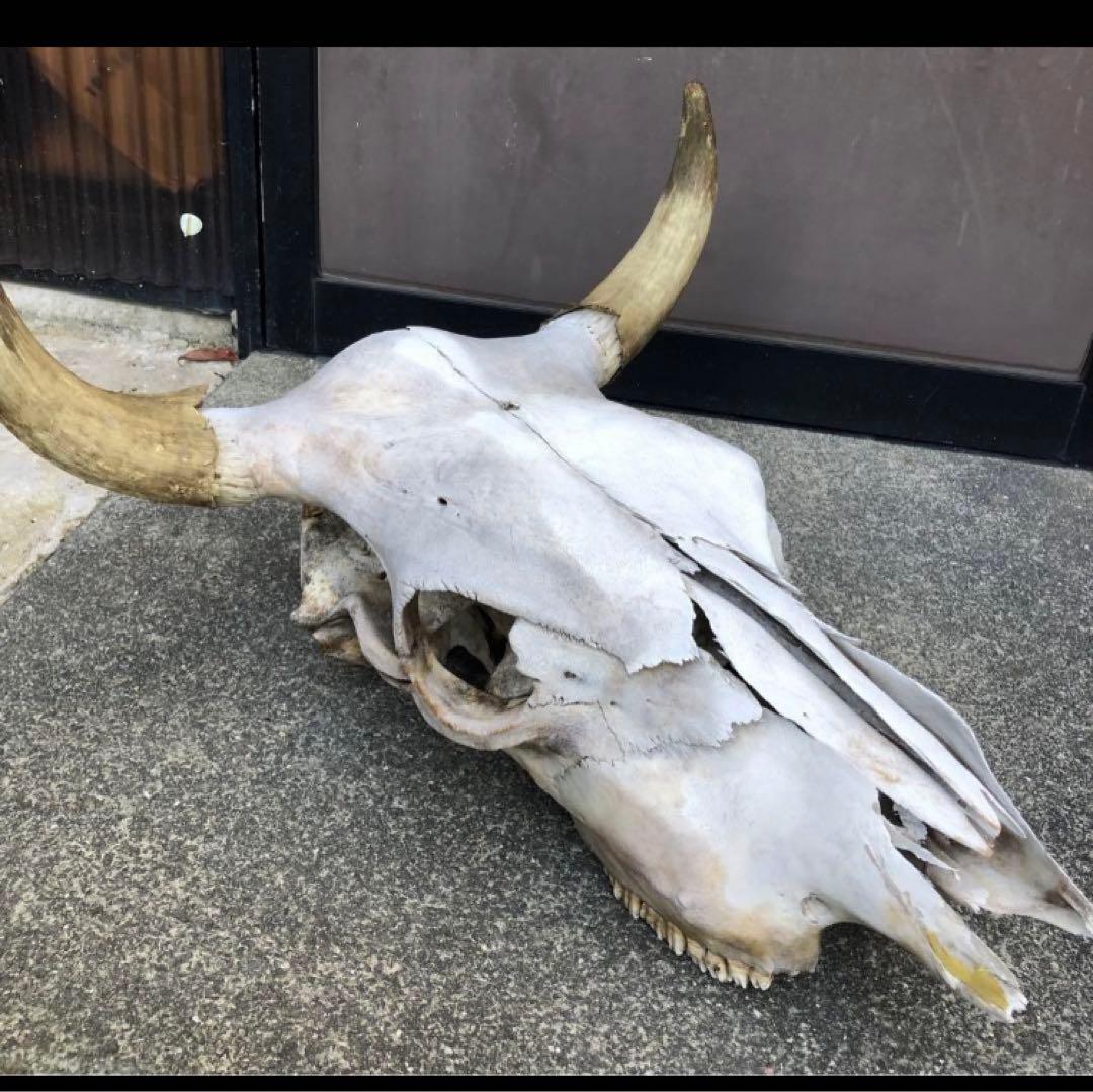 激レア　本物　バッファロースカルヘッド頭蓋骨インテリア