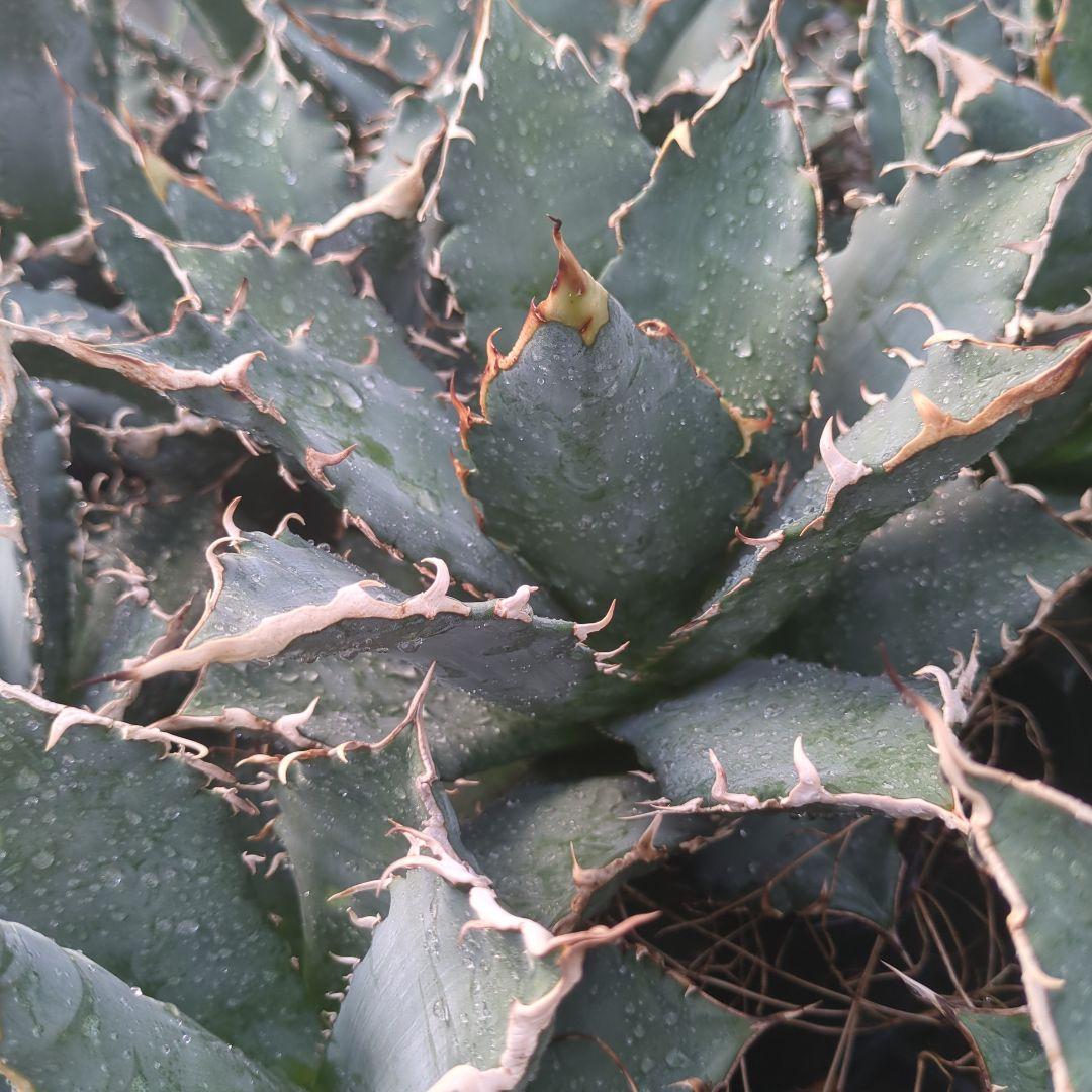 アガベ　白鯨　強鋸歯　チタノタ