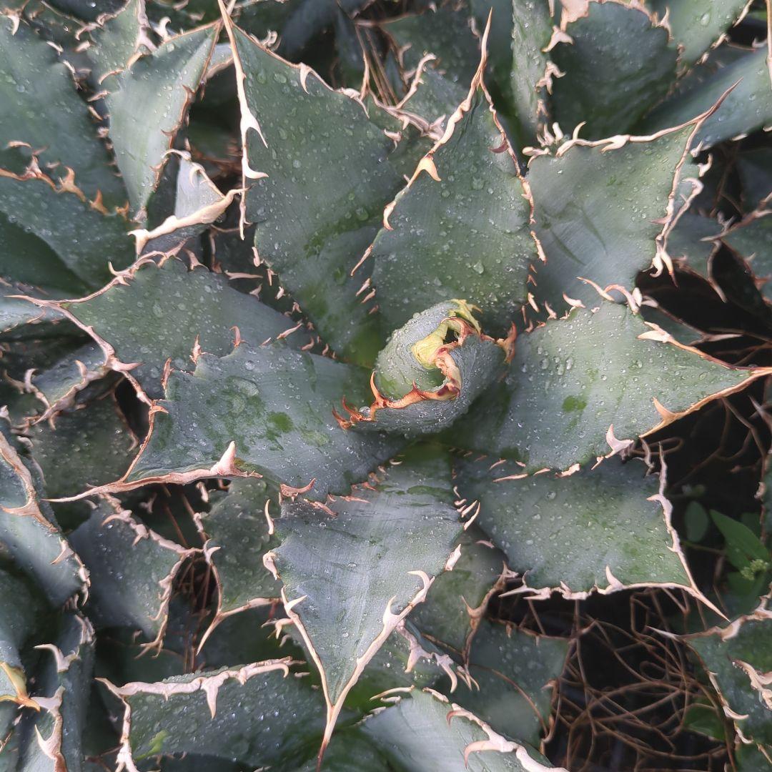 アガベ　白鯨　強鋸歯　チタノタ