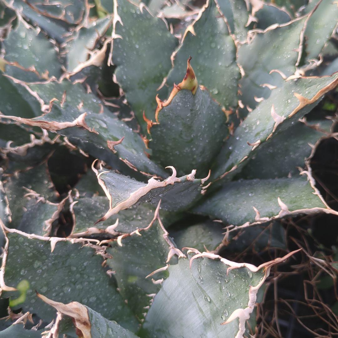 アガベ　白鯨　強鋸歯　チタノタ