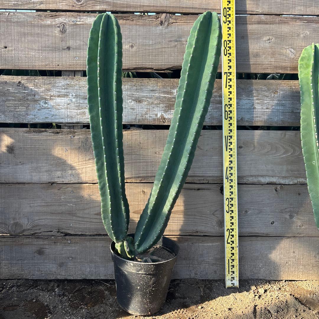 越冬済まとめ買OK 柱サボテン　鬼面角　発根　ウチワサボテン　蘇轍　ロストラータ