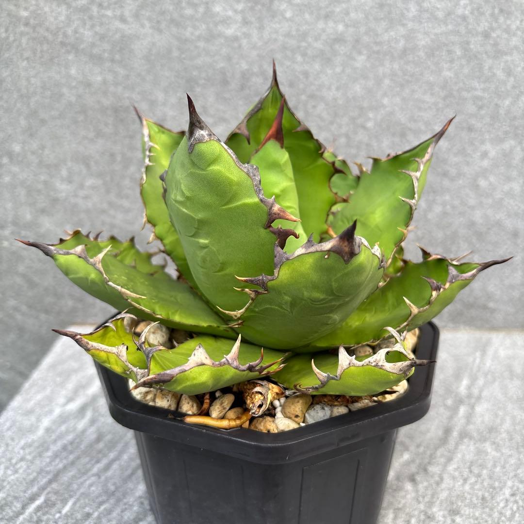 アガベ　オアハカ　チタノタ