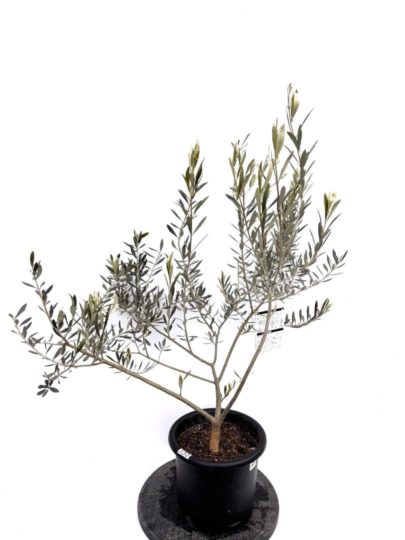 オリーブの木　バロウニ　8号　約120cm　K-330　希少品種　現品掲載